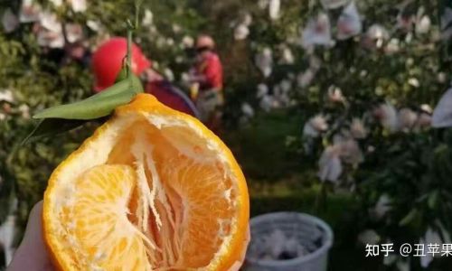Maximizing Shelf Life:The Science Behind Preserving Baba Gana Citrus Fruits