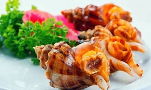The Edibility of Cowries:Exploring the Culinary Potential and Safety of Marine Gastropods