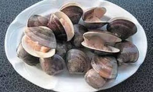 The Edibility of Cowries:Exploring the Culinary Potential and Safety of Marine Gastropods