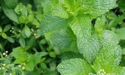 The Ultimate Guide to Drying and Preserving Mint:Techniques,Tips,and Long-Term Storage Solutions