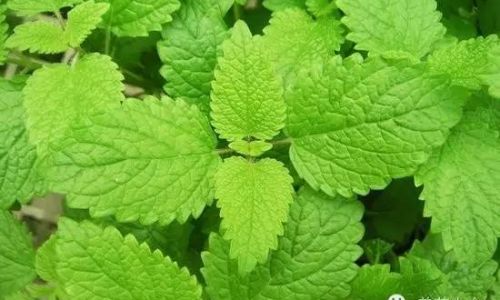 The Ultimate Guide to Drying Mint Leaves:Preserving Freshness and Flavor for Year-Round Use