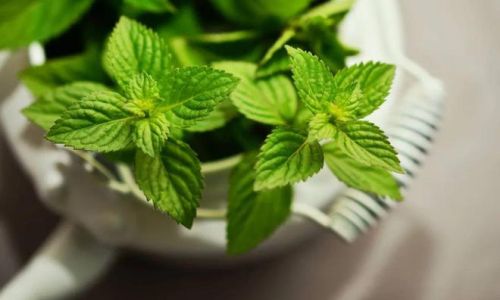 The Ultimate Guide to Drying Mint Leaves:Preserving Freshness and Flavor for Year-Round Use