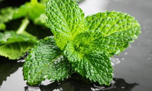 The Nutritional Powerhouse:Unveiling the Health Benefits and Creative Ways to Enjoy Mint