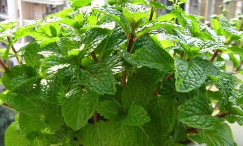 The Nutritional Powerhouse:Unveiling the Health Benefits and Creative Ways to Enjoy Mint