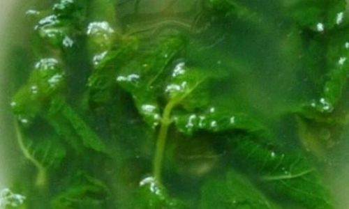 The Art of Enjoying Mint:Creative and Healthy Ways to Incorporate This Herb into Your Diet
