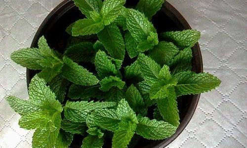 How to Preserve Mint Leaves:A Comprehensive Guide to Retaining Freshness and Flavor