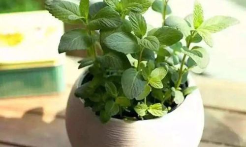 How to Preserve Mint Leaves:A Comprehensive Guide to Retaining Freshness and Flavor