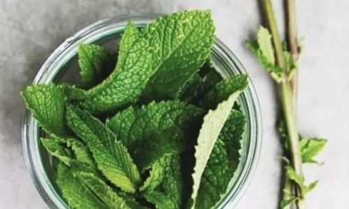 How to Preserve Mint Leaves:A Comprehensive Guide to Retaining Freshness and Flavor