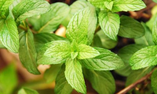 Creative and Delicious Ways to Enjoy Mint:From Refreshing Drinks to Savory Dishes