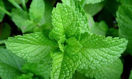 Creative and Delicious Ways to Enjoy Mint:From Refreshing Drinks to Savory Dishes