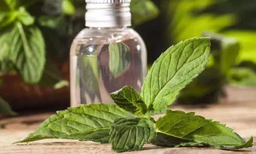 The Ultimate Guide to Preserving Mint Leaves:Methods,Tips,and Tricks for Long-Lasting Freshness