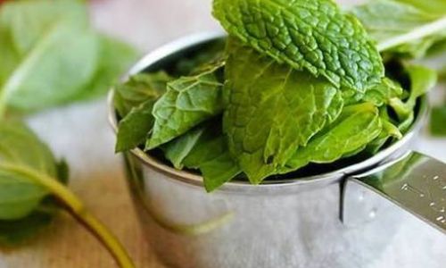The Ultimate Guide to Preserving Mint Leaves:Methods,Tips,and Tricks for Long-Lasting Freshness