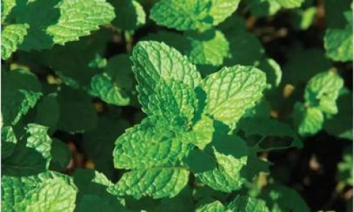 The Ultimate Guide to Drying Mint Leaves:Preserving Freshness and Flavor for Culinary Delights