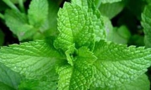 The Ultimate Guide to Drying Mint Leaves:Preserving Freshness and Flavor for Culinary Delights