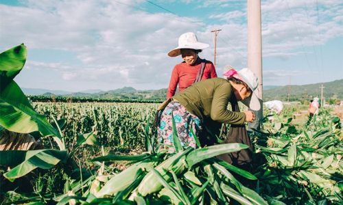 Mastering the Art of Cooking Corn:A Comprehensive Guide to Perfectly Boiled Corn on the Cob