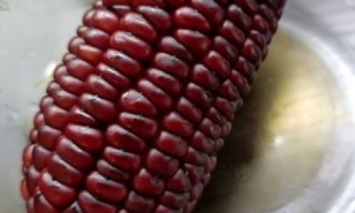 Mastering the Art of Cooking Corn:Tips and Techniques for Perfectly Boiled Corn Every Time
