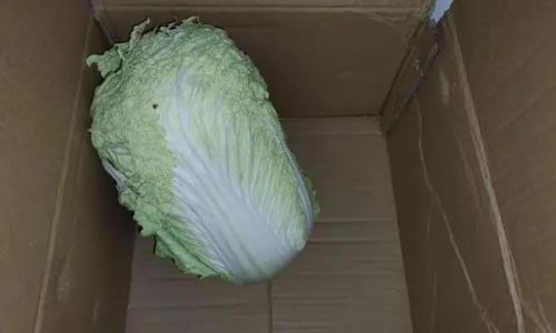 Effective Methods for Preserving Cabbage:How to Keep Your Cabbage Fresh for Longer