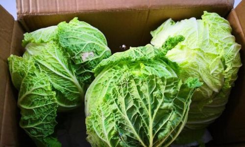 Effective Methods for Preserving Cabbage:How to Keep Your Cabbage Fresh for Longer