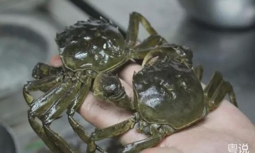The Ultimate Guide to Preserving Tied Crabs:Expert Tips for Freshness and Quality