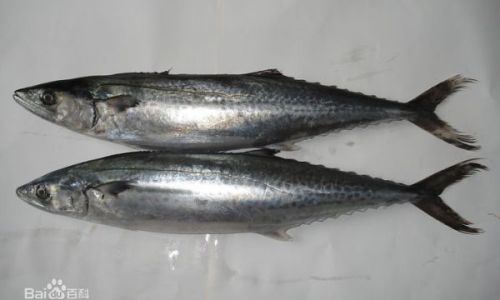 Mastering the Art of Cooking Semi-Dried Salted Spanish Mackerel:Delicious Recipes and Expert Tips