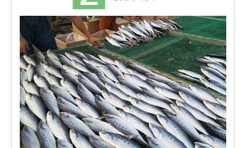 Mastering the Art of Cooking Semi-Dried Salted Spanish Mackerel:Delicious Recipes and Expert Tips