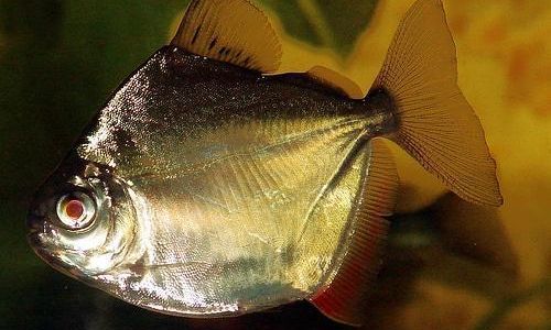 Decoding the Mystery of Ban Yu:Unveiling the True Identity of This Enigmatic Flatfish