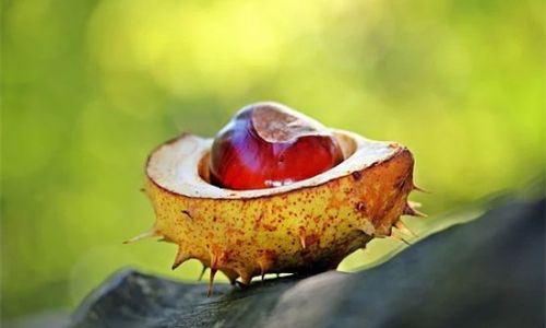 The Ultimate Guide to Preserving Chestnuts:Techniques,Tips,and Tricks for Long-Lasting Freshness
