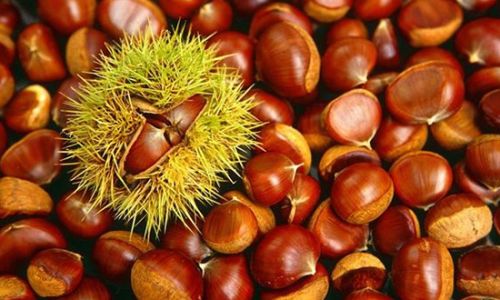 Can You Still Eat Hardened Chestnuts?A Comprehensive Guide to Storage,Safety,and Culinary Uses