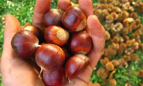 Can You Still Eat Hardened Chestnuts?A Comprehensive Guide to Storage,Safety,and Culinary Uses
