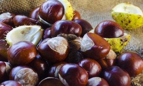 Can You Still Eat Hardened Chestnuts?A Comprehensive Guide to Storage,Safety,and Culinary Uses