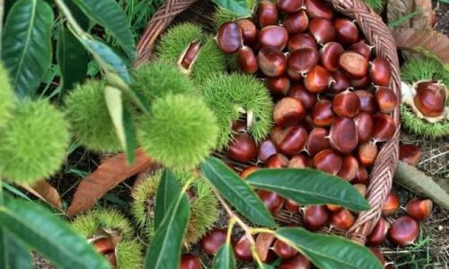The Ultimate Guide to Preserving Chestnuts for Long-Term Storage:Methods,Tips,and Best Practices