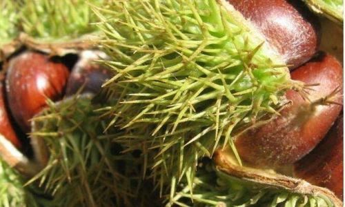 The Ultimate Guide to Preserving Chestnuts for Long-Term Storage:Methods,Tips,and Best Practices