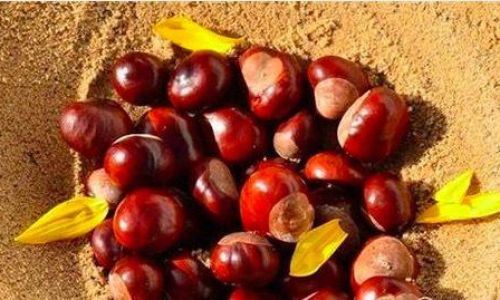 The Ultimate Guide to Preserving Chestnuts for Long-Term Storage:Methods,Tips,and Best Practices