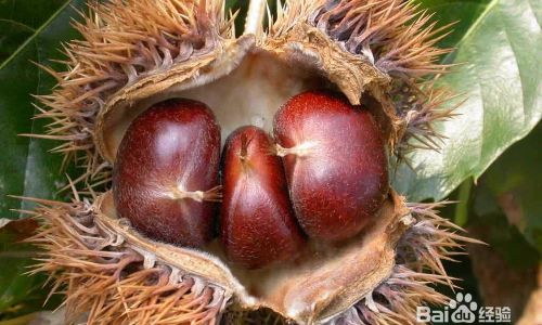 Deliciously Simple:Mastering the Art of Cooking Chestnuts at Home
