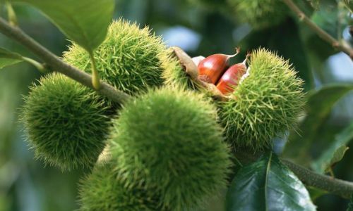 Mastering the Art of Chestnut Consumption:Creative and Delicious Ways to Enjoy This Nutty Delight