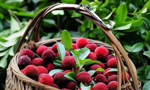 The Optimal Soaking Duration for Chestnut-Infused Liquor:A Comprehensive Guide