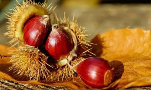 The Optimal Soaking Duration for Chestnut-Infused Liquor:A Comprehensive Guide