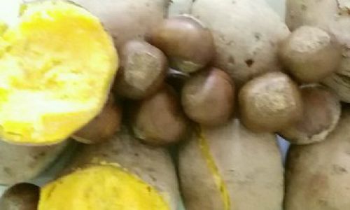 Mastering the Art of Cooking Chestnut Sweet Potatoes:Delicious Recipes and Expert Tips