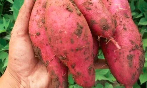 Mastering the Art of Cooking Chestnut Sweet Potatoes:Delicious Recipes and Expert Tips