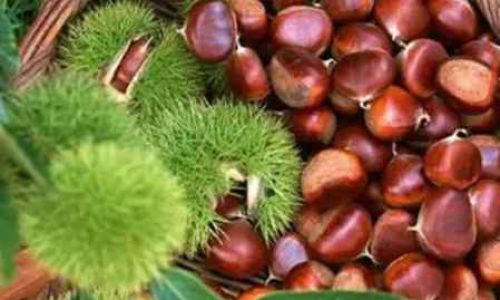 Mastering Chestnut Flour Storage:A Comprehensive Guide to Preserving Quality and Freshness