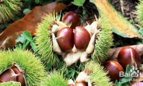Mastering Chestnut Flour Storage:A Comprehensive Guide to Preserving Quality and Freshness