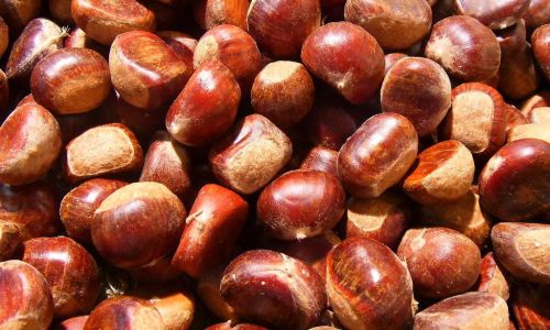 Mastering the Art of Chestnut Peeling:Effective Techniques and Tips for Perfectly Shelled Nuts