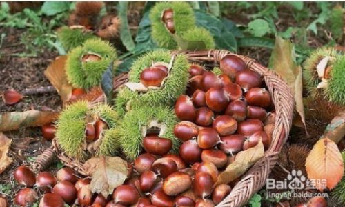 Mastering the Art of Chestnut Peeling:Effective Techniques and Tips for Perfectly Shelled Nuts
