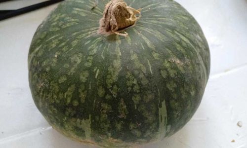 How to Select the Perfect Chestnut Squash:A Comprehensive Guide to Flavor and Quality