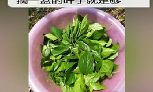 The Art of Crafting Homemade Kudzu Leaf Tofu:A Step-by-Step Guide