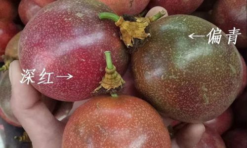 The Ultimate Guide to Selecting the Perfect Passion Fruit:Tips and Tricks for Quality and Flavor