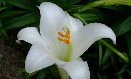 Determining the Optimal Dosage:How Many Lily Bulb Slices Are Safe to Consume?