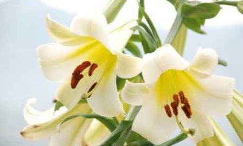 Determining the Optimal Dosage:How Many Lily Bulb Slices Are Safe to Consume?