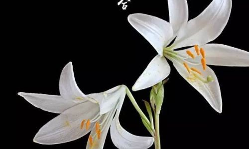The Optimal Season for Enjoying Lilies:A Guide to Harvesting and Savoring Nature’s Delicacy