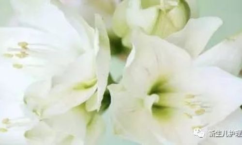 The Optimal Season for Enjoying Lilies:A Guide to Harvesting and Savoring Nature’s Delicacy